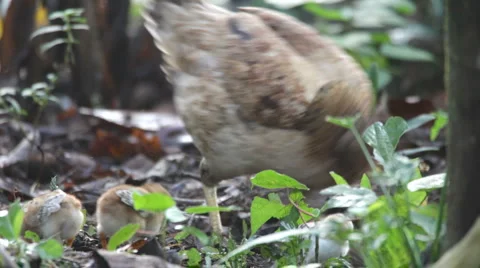 Hen and chickens 스톡 동영상 1086512