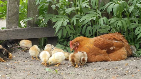 Hen and chickens Stock Footage 5298335