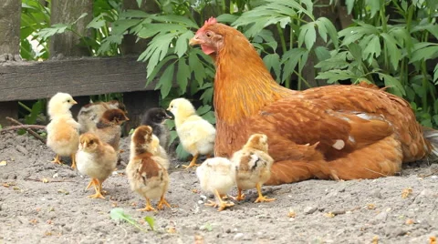 Hen and chickens Video stock 6539848