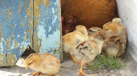 Hen and chickens Stock-Footage 8568138