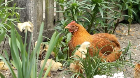 Hen and chickens Stock-Footage 8569615