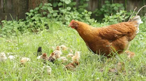 Hen and chickens Vidéo 8954271