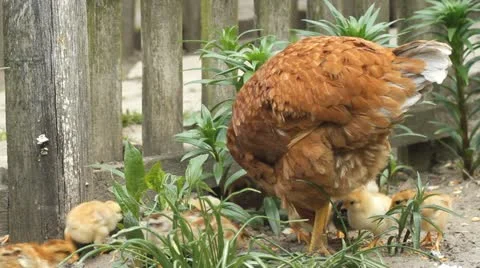 Hen and chickens Stock Footage 10812340