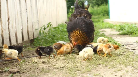 Hen and chickens Stock Footage 24701390