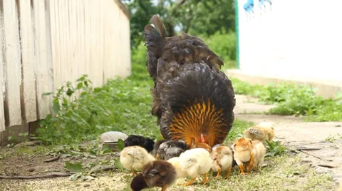 Hen and Chickens Stock Footage 31211844