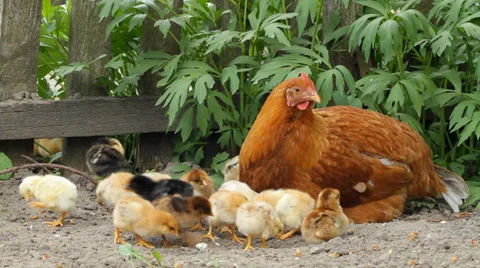 Hen and Chickens Stock Footage 32869628