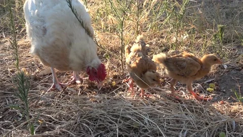 Hen and chickens Stock Footage 147359990