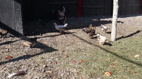 Hen and chickens. Stock Footage 256106595