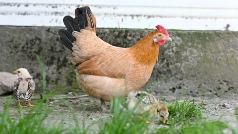 Hen and chickens Stock Footage 257231198
