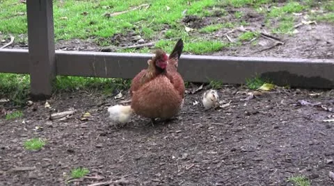 Hen and chicks 50 Stock Footage 12427334