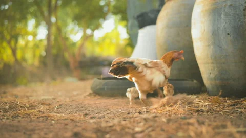 A hen and  chicks are eating on the farm in the evening. 動画素材 146122985