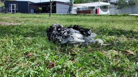 A hen and chicks are walking on the farm Vídeo Stock 345168294