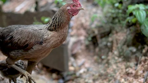 Hen and chicks with bokeh background Stock Footage 223876167