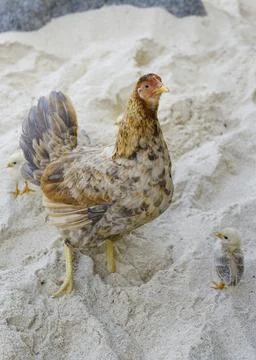 Hen and chicks at Devil's Bay, The Baths, Virgin Gorda, British Virgin Island Stock Photos