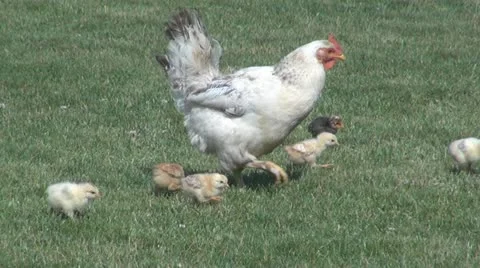 Hen and chicks 스톡 동영상 11334952