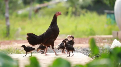 Hen and chicks. Stock Footage 34678874