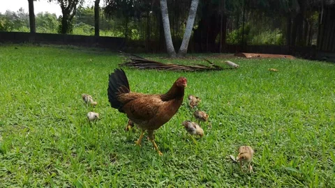 Hen and chicks Video stock 129893283