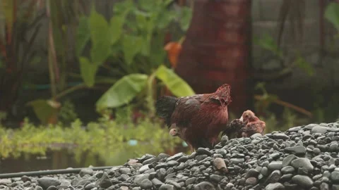 Hen and chicks Stock Footage 150345585