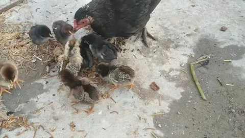Hen and Chicks Stock Footage 186152488