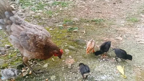 Hen and chicks Stock Footage 227038035