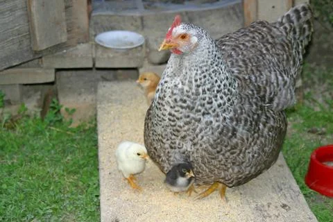Hen and chicks Stock Photos