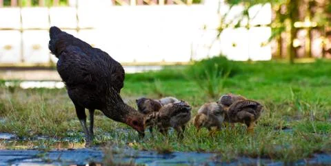 Hen and chicks Stock Photos