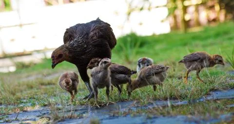 Hen and chicks Stock Photos
