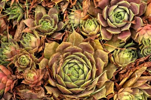Hen and chicks Stock Photos