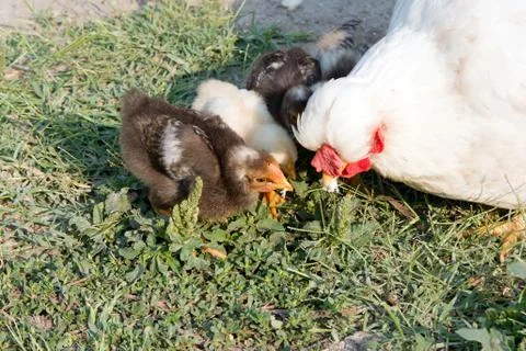 Hen and chicks. Stock Photos