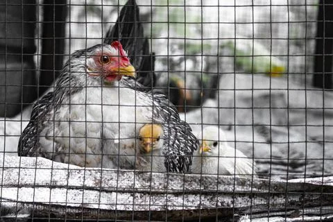 Hen and chicks 写真素材
