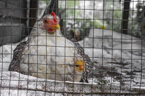 Hen and chicks Stock Photos