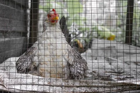 Hen and chicks 写真素材