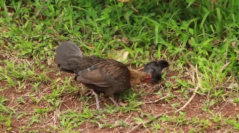 Hen and chicks picking at ground. Stock-Footage 49401685