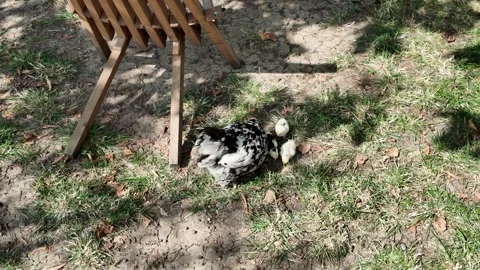 A hen and chicks rest under a chair on a grassy area during the day Stock Footage 341696858