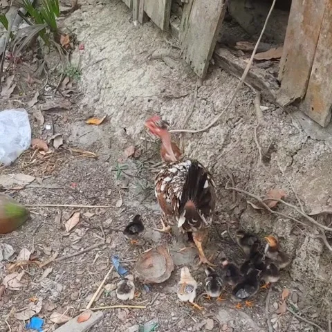 The hen and the chicks roam around together. Stock Footage 305396968