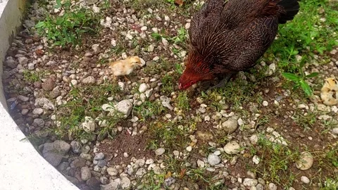 Hen and Chicks Scratching the Ground for Food Stock Footage 301749533