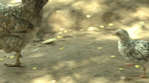 Hen and Chicks Walking Around Stock Footage 39107756
