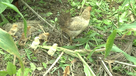 Hen and Chicks Walking through Field Stock Footage 39107411