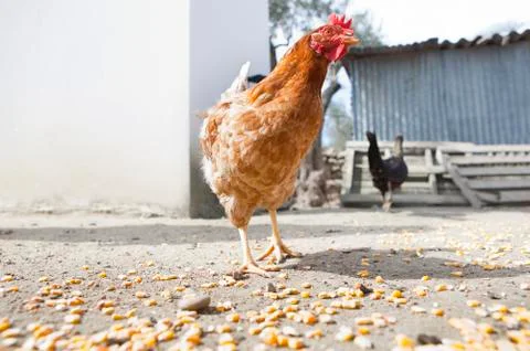 Hen and corn Stock Photos