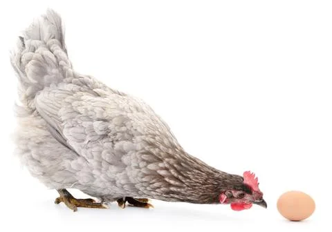 Hen and Egg Stock Photos