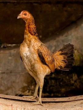 The hen and her chick Stock Photos