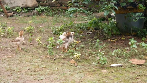 The hen and her chicks are looking for food Stock Footage 300858632