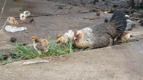 The hen and her chicks are looking for food Stock Footage 300858654