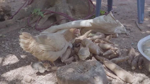 Hen and her chicks eating cassava mandioca 库存影片 167236809
