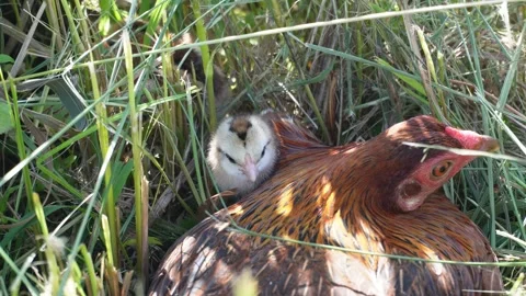 A hen and its chicks Stock Footage 331061291
