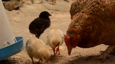 Hen and its small chicks walking around and eating of the nearby feeder. Video stock 96365679