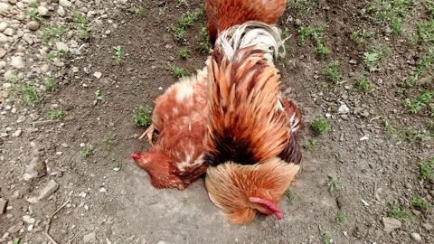 Hen and rooster dirt bathing together and cuddling Stock Footage 172546658