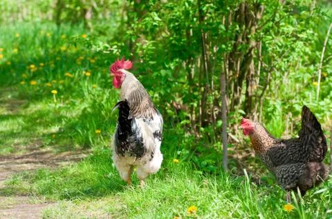 Hen and rooster Stock Photos