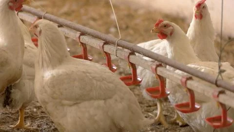 Hen and rooster. Stock Photos