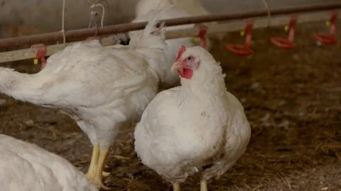 Hen and rooster. Stock Photos
